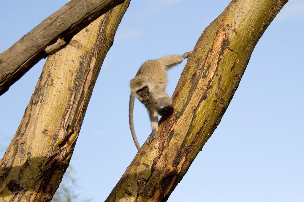 Serengeti Vervet Monkey01.jpg - Black-faced Vervet Monkey (Cercopithecus aethiops), Tanzania March 2006